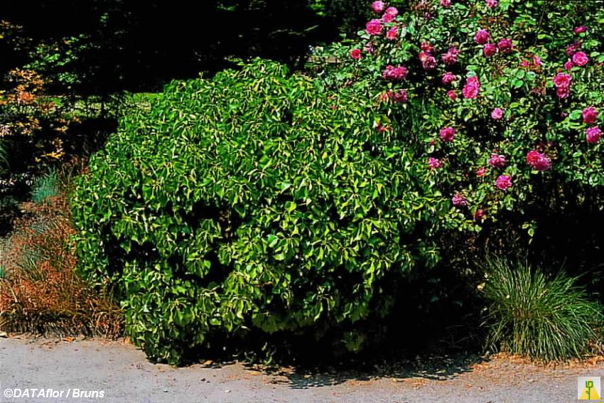 glcksfeder substrat Zamioculcas zamiifolia
