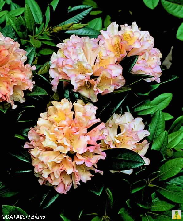 rhododendron fertilizer Espoma Azalea Tone 8 lb main image 1